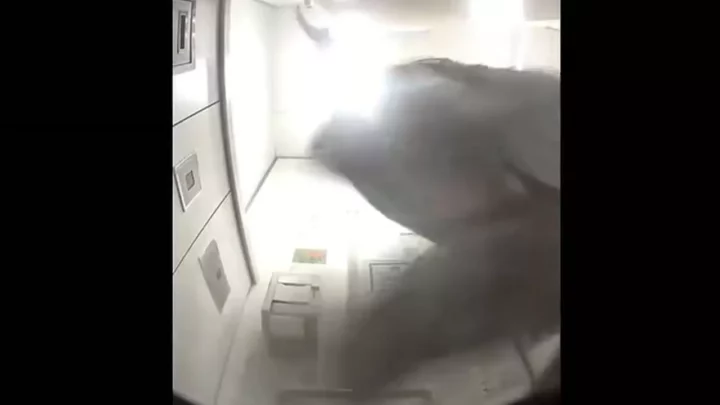 トイレの個室でまさかの遭遇！盗撮カメラが見た衝撃 のスクリーンショット 5